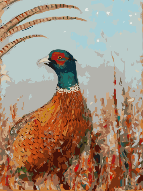 Pheasant in the Wildflowers