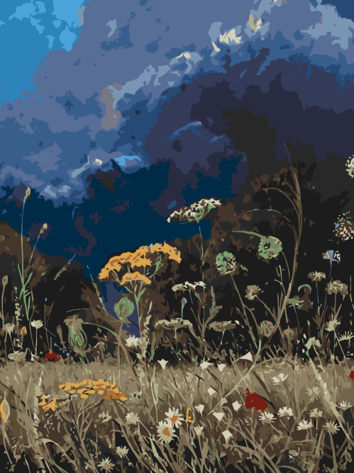 Wildflowers Under Sky