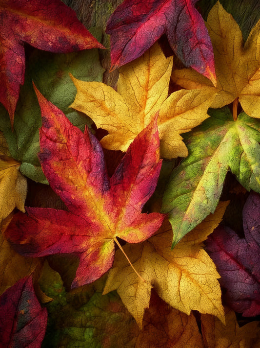 Maple Leaf