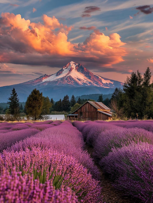 Lavender Mountain View